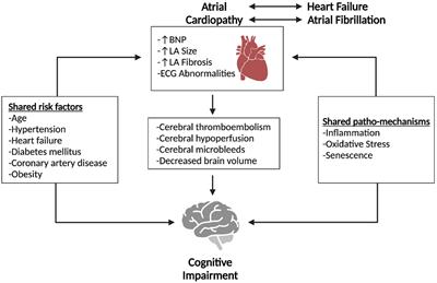 Atrial cardiopathy and cognitive impairment